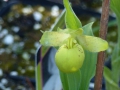 Cypripedium-Hybriden  Flavum