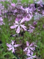 Bild 2 von Lychnis flos-cuculi  Kuckuckslichtnelke