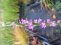 Bild 8 von Spiranthes sinensis   Chinesischer /Asiatischer Drehwurz