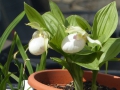 Bild 6 von Cypripedium-Hybriden weiß