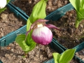 Cypripedium-Hybriden rosa/weiß