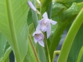 Bild 4 von Bletilla striata blue  Japanorchidee