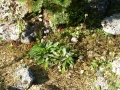 Bild 3 von Succisella inflexa  Moorbiss , Moorabbiss , eingebogener Moorabbis