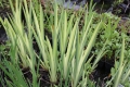Iris pseudacorus Variegata  Sumpfschwertlilie