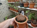 Schildkrötenpflanze Dioscorea elephantipes  Z14