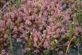 Bild 2 von Drosera intermedia, mittlerer Sonnentau