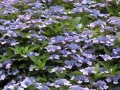 Bild 3 von Hydrangea serrata Koreanische Hortensie