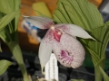 Cypripedium-Hybride   "Formosana"