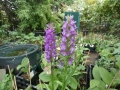 Bild 3 von Dactylorhiza foliorella