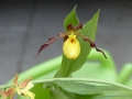 Bild 1 von Cypripedium-Hybriden  gelb-rot