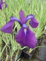 Iris ensata 'Variegata', japanische Sumpfiris (gestreift)