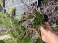 Bild 3 von Calluna vulgaris  Besenheide Wildform