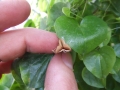 Bild 38 von Schildkrötenpflanze Dioscorea elephantipes 4-5 cm