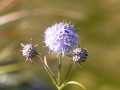 Bild 1 von Succisella inflexa  Moorbiss , Moorabbiss , eingebogener Moorabbis