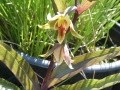 Epipactis  gigantea Red Leaf