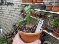 Bild 1 von Schildkrötenpflanze Dioscorea elephantipes  K2