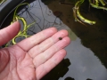 Bild 4 von Utricularia vulgaris, Wasserschlauch