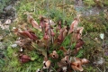 Sarracenia purpurea, purpurblütige Schlauchpflanze