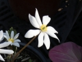 Bild 5 von Sanguinaria canadensis  