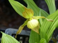 Bild 2 von Cypripedium pubescens