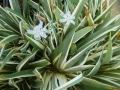 Bild 2 von Iris japonica