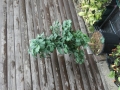 Bild 1 von Ginkgo biloba Troll  50-80cm