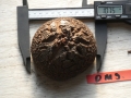 Bild 1 von Schildkrötenpflanze Dioscorea elephantipes OM9