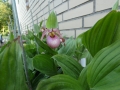 Bild 5 von Cypripedium Hans Erni x Montanum