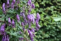 Rankender Eisenhut Aconitum volubile