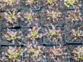 Bild 5 von Drosera intermedia, mittlerer Sonnentau