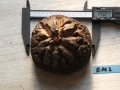Bild 1 von Schildkrötenpflanze Dioscorea elephantipes EM2