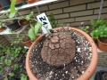 Schildkrötenpflanze Dioscorea elephantipes  Z1