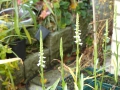 Bild 13 von Spiranthes cernua   Herbstdrehwurz