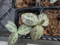 Bild 2 von Trillium erectum var.rubrum Waldlilie