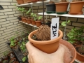 Bild 1 von Schildkrötenpflanze Dioscorea elephantipes  Z24