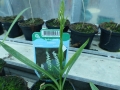 Bild 2 von Spiranthes cernua   Herbstdrehwurz Solitärpflanze