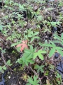 Bild 2 von Potentilla palustris, Blutauge