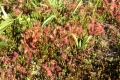 Bild 1 von Drosera rotundifolia, rundblättriger Sonnentau