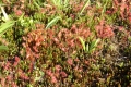 Drosera rotundifolia, rundblättriger Sonnentau