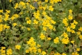 Mimulus luteus gelbe Gauklerblume