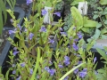 Scutellaria         Sumpfhelmkraut