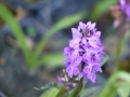 Bild 2 von Dactylorhiza fuchsii