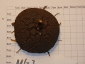 Bild 2 von Schildkrötenpflanze Dioscorea elephantipes MG3