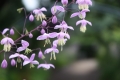 Bild 1 von Thalictrum delavayi  Chinesische Wiesenraute