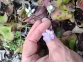 Bild 2 von Hepatica nobilis