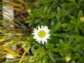 Bild 1 von Nipponanthemum nipponicum „Nippon-Gänseblümchen“ oder „Montauk-Gänseblümchen“