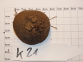 Bild 2 von Schildkrötenpflanze Dioscorea elephantipes  K21