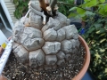 Bild 47 von Schildkrötenpflanze Dioscorea elephantipes 