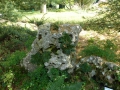 Bild 3 von  Ramonda pyrenaica   Pyrenäen-Felsenteller