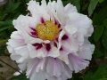 Bild 4 von Paeonia rockii ssp. linyanshanii